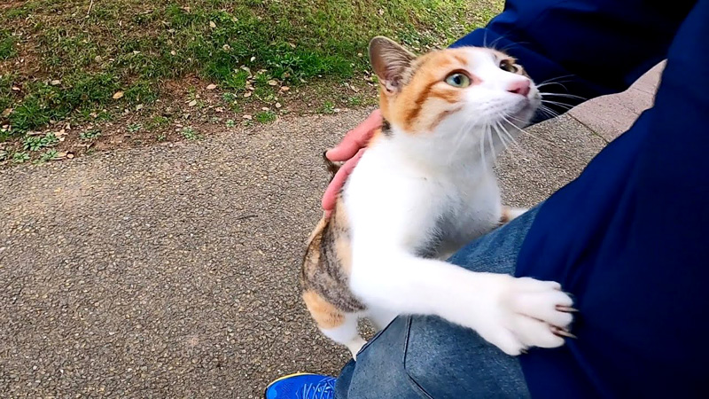 猫の散歩について行ったら 途中から強烈に甘えてきた 物凄い勢いで猛アタックしてくる姿が可愛すぎる エウレカねこ部