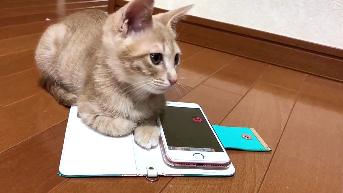 スマートフォンと子猫