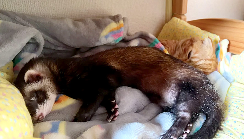 添い寝する猫とフェレット