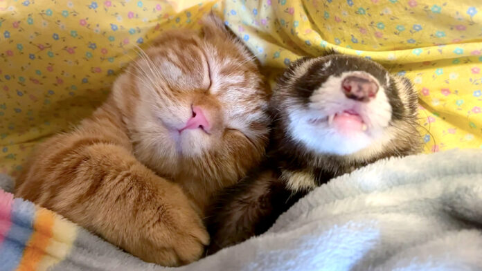 添い寝する猫とフェレット