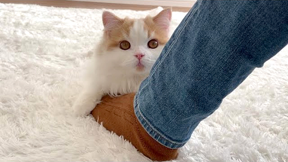 足にくっつく猫