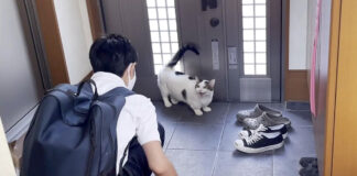 外に出たい猫