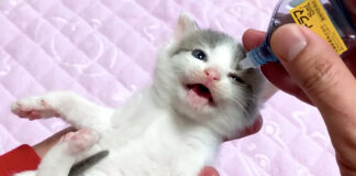 目薬をさした子猫