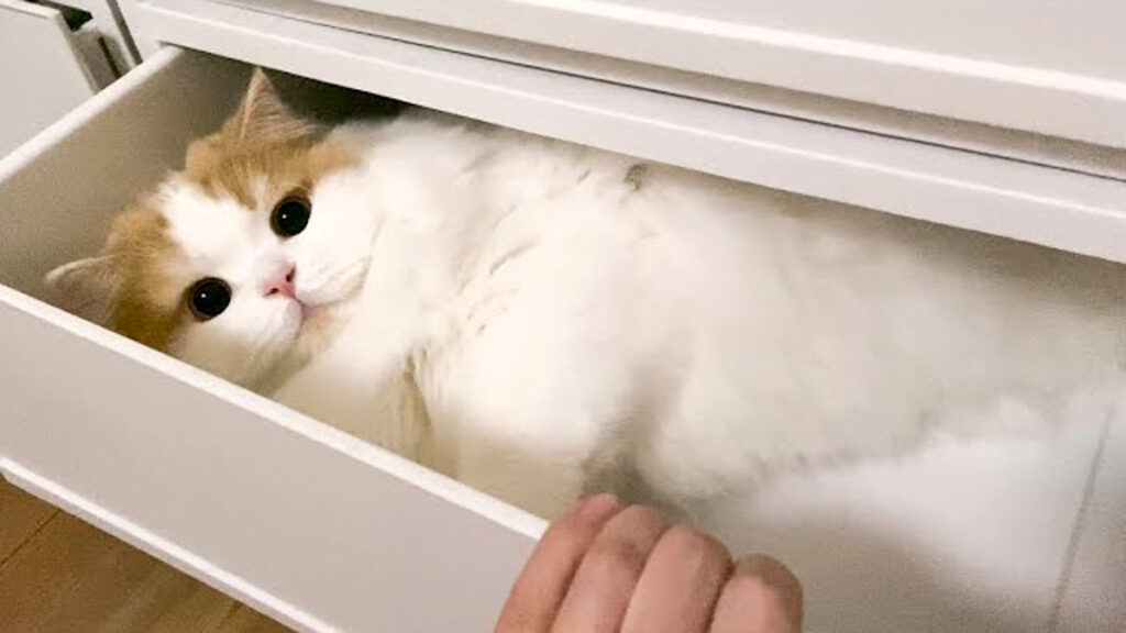 引き出しを開けてみると… 可愛い猫さんが次々と肉球攻撃を繰り出してき