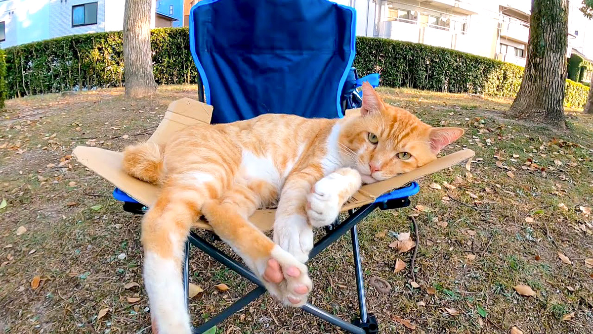 椅子でくつろぐ猫