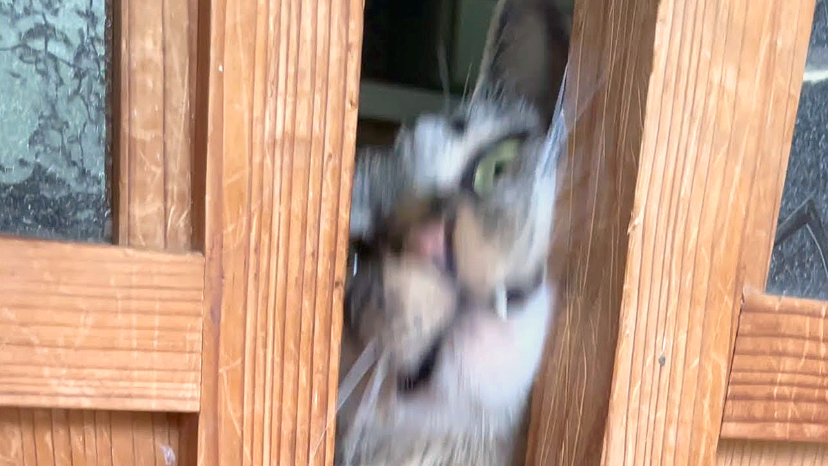 引き戸の隙間の猫