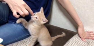 鼻をツンツンされる子猫