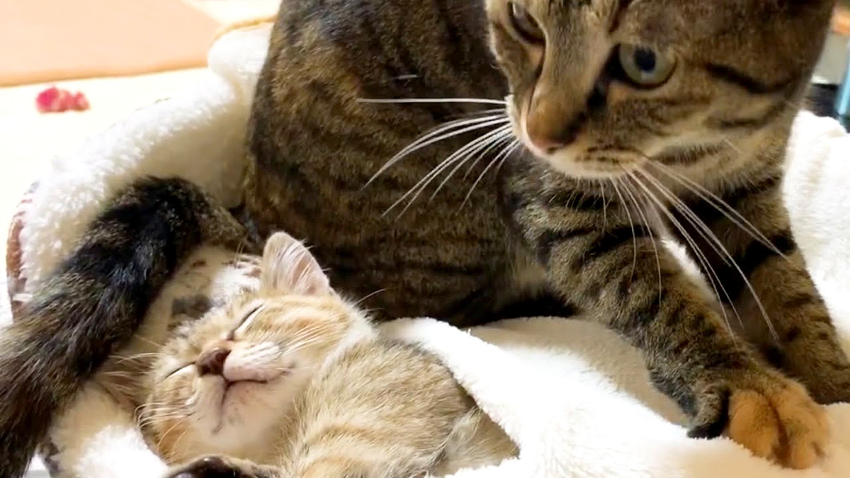 子猫とお姉さん猫