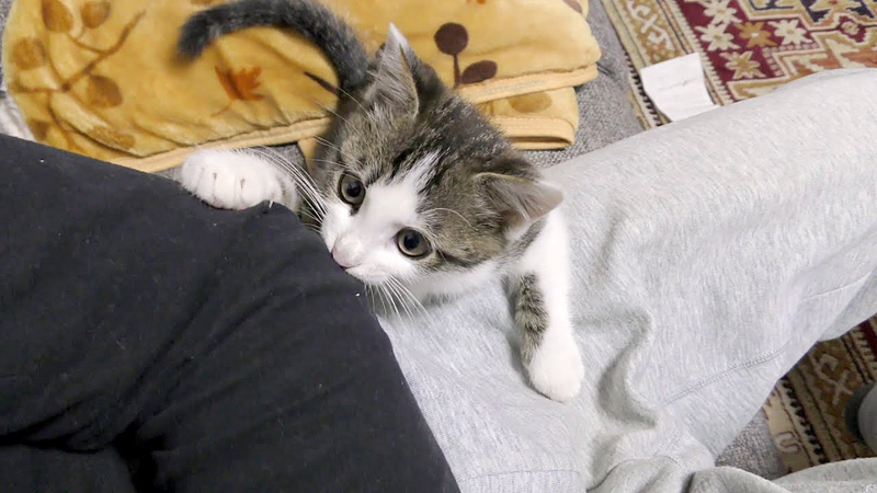 お父さんを狩る子猫