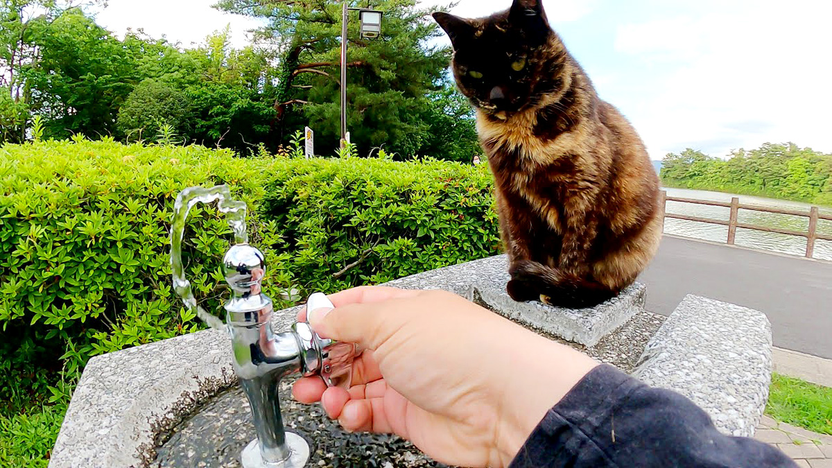 水が飲みたい猫
