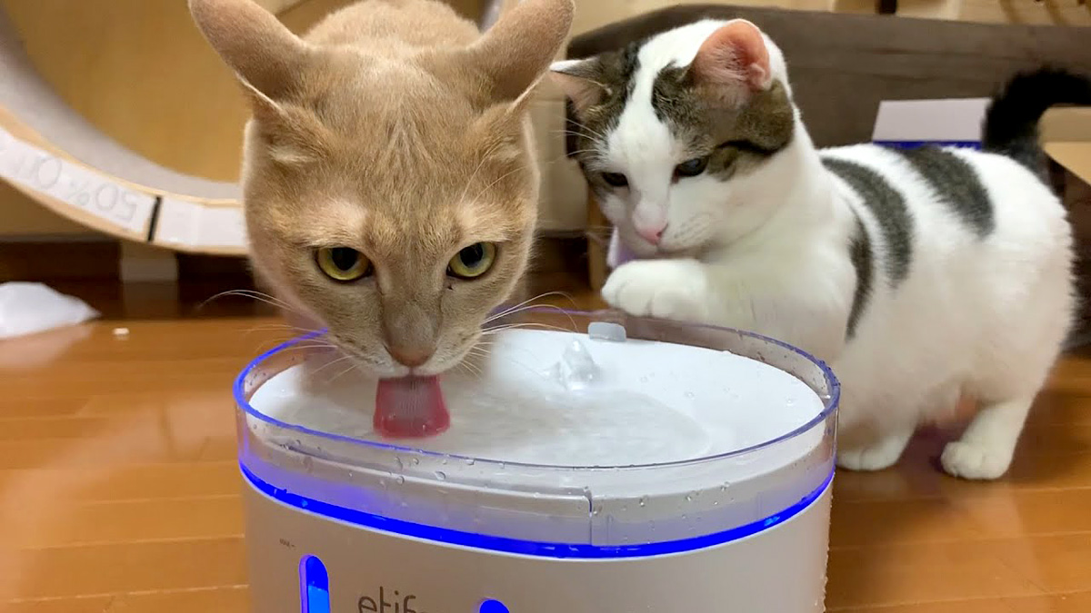 水を飲む猫達