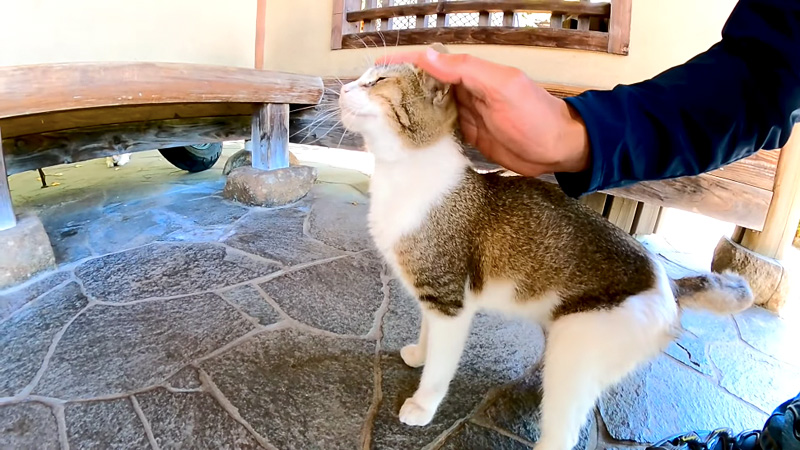 撫でられる猫