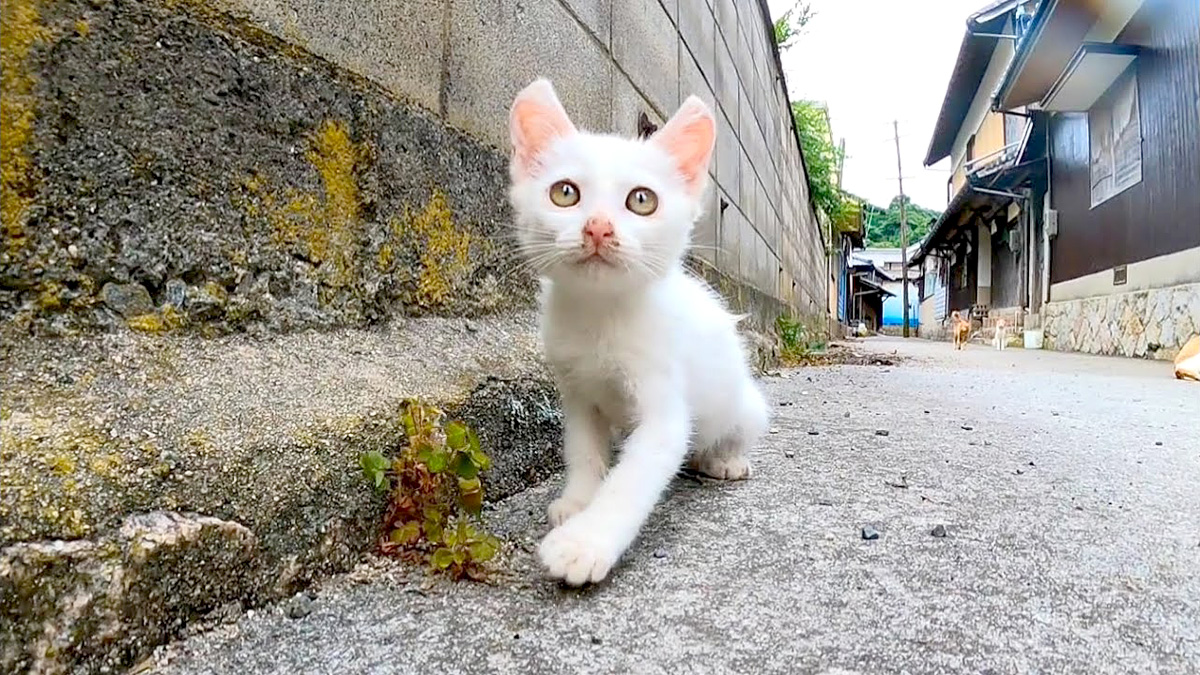 路地裏の白猫子猫