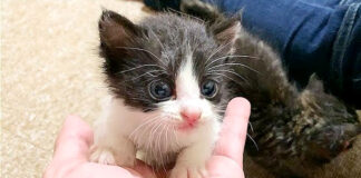 甘えてくる子猫