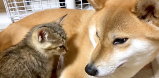 柴犬と子猫