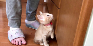 可愛い子猫