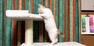 キャットツリーが気になる子猫