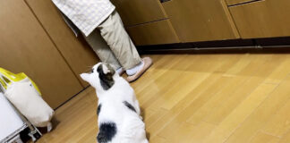チキンを待つ猫