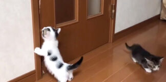 開けて欲しい子猫