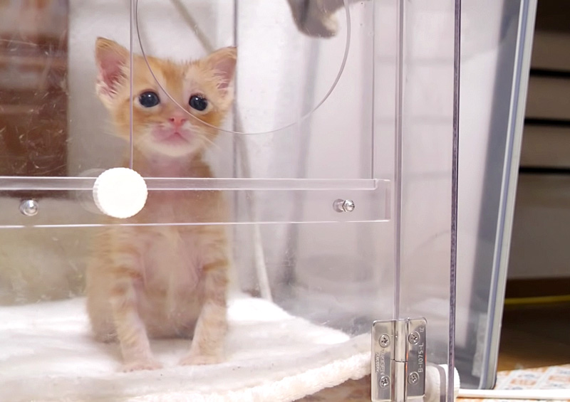 ソワソワする子猫