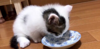 ご飯を食べる子猫