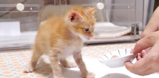 離乳食にチャレンジする子猫
