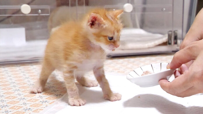 離乳食にチャレンジする子猫