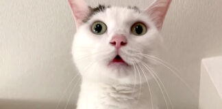 テンションが上がる猫