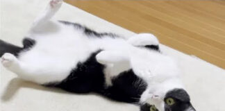転がる猫
