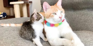 寄り添う猫達