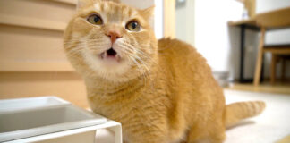 食べたい猫
