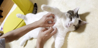撫でられる猫