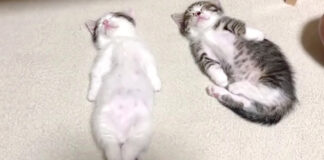 眠る子猫達