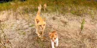駆け寄ってくる猫達