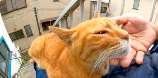 階段で甘える猫