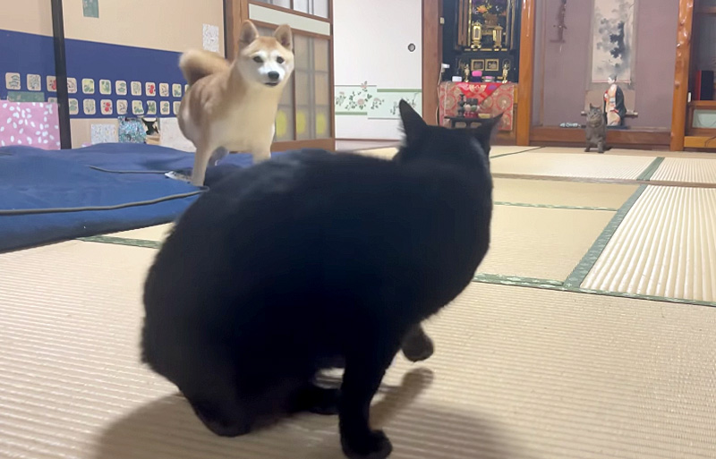 雷に驚く犬と猫