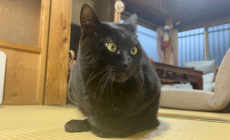 雷が気になる猫