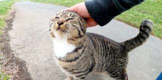 撫でられる猫