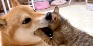柴犬の口に入る子猫