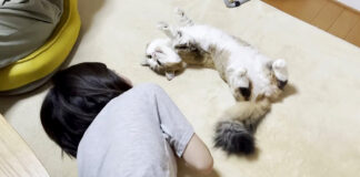 女の子と猫