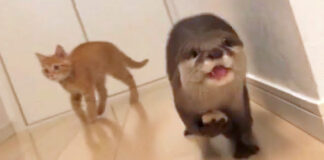 逃げるカワウソ