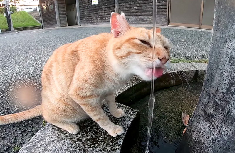 すみません 水飲みたいので蛇口開けてください 猫さんの願いを叶えてあげると幸せな光景が エウレカねこ部