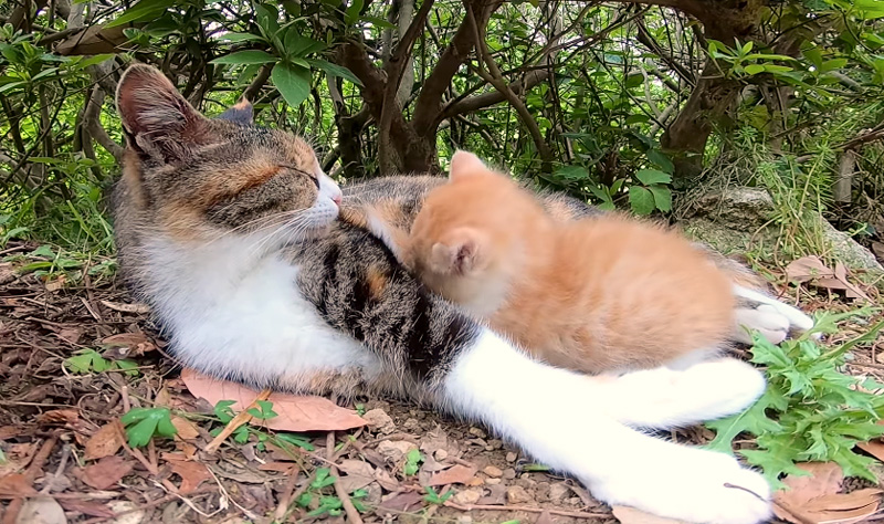 優しく話しかけながら 子猫を温かく見守る母猫 とっても仲良しな親子の絆に心が温まる エウレカねこ部