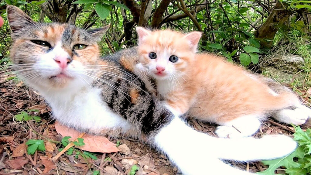 momkitten_neko_title-1024x576.jpg