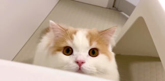 文句を言いにきた猫