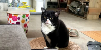 起こしに来た猫