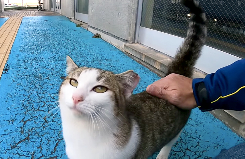 とにかく撫でられたい子猫が、「撫でてぇ〜♪」と何度も猛アピールしてくる姿が可愛すぎる♡ エウレカねこ部 3314