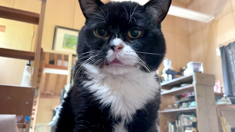 話しかけてくる猫