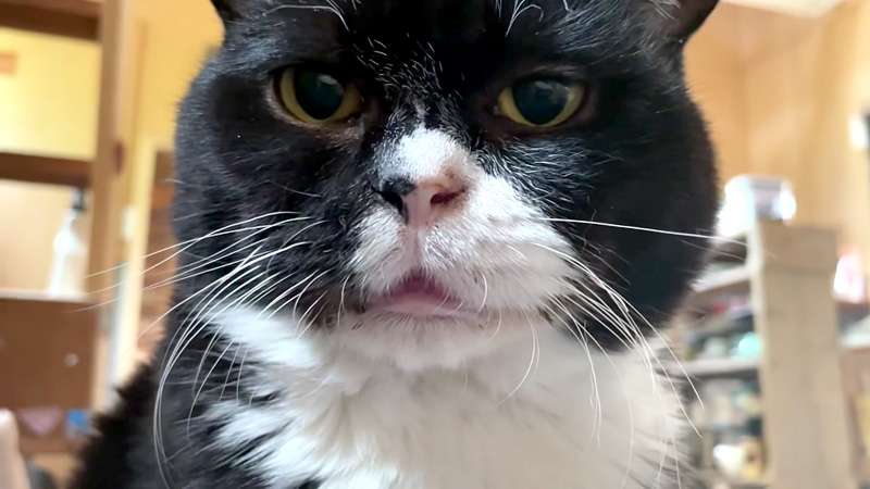 話しかけてくる猫