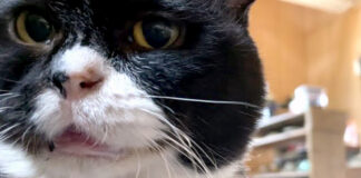 話しかけてくる猫